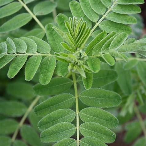 Astragalus Seeds (Astragalus membranaceus) 200+ Rare Chinese Medicinal Herb Seeds in FROZEN SEED ...