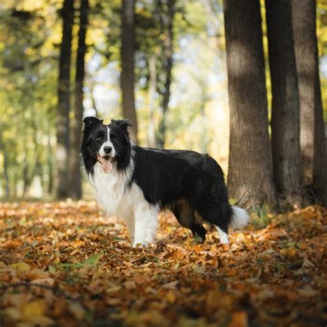 Border Collie Weight Chart | Blog Dandk