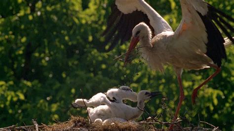 White Storks' Annual Return to a Croatian Village | Britannica