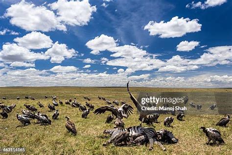 1,186 Vultures Feeding Stock Photos, High-Res Pictures, and Images - Getty Images