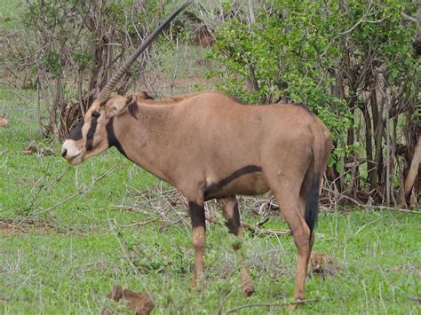 Oryx Antelope Africa - Free photo on Pixabay - Pixabay