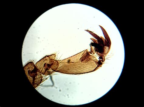 Under The Microscope: Bee's Knees | Office for Science and Society ...