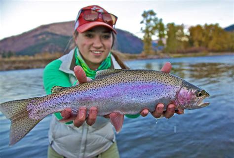 Rainbow Trout | Western Montana Fish Species | The Missoulian Angler Fly Shop