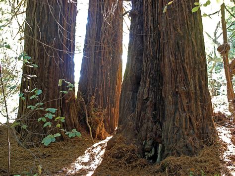 Three redwoods: Muir Woods National Monument, California