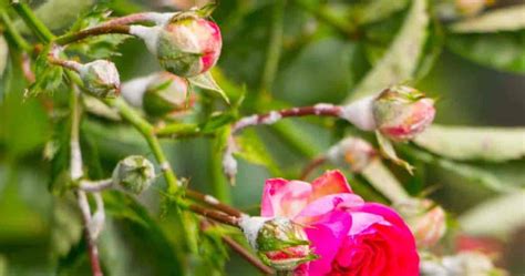 Powdery Mildew on Roses: How To Get Rid MIldew On Roses