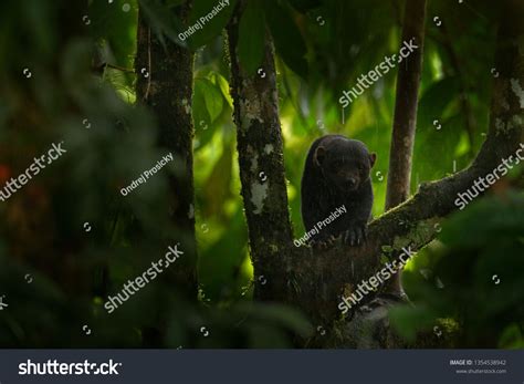 Tayra, Eira barbara, omnivorous animal from the weasel family. Tayra ...