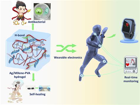 Conductive, self-healing, and antibacterial Ag/MXene-PVA hydrogel as wearable skin-like sensors ...