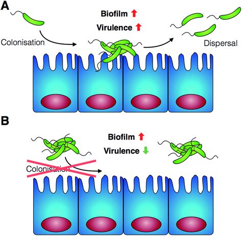 Schematic representation of V. cholerae infection and the effect of the... | Download Scientific ...