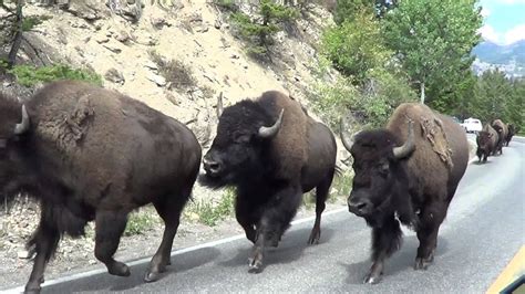 Bison stampede - Yellowstone National Park (August 27, 2013) - YouTube