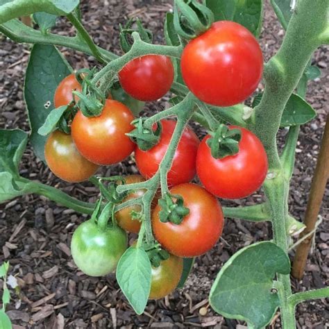 Seeds for Stupace Tomato | Solanum lycopersicum | Amkha Seed