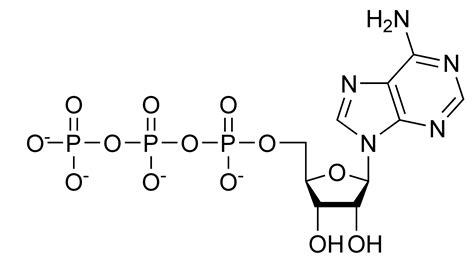 File:ATP chemical structure.png - Wikipedia