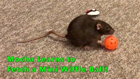 Mocha the Rat Learns to Fetch a Ball - Full Session Summarized! - YouTube