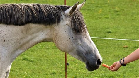 Can Horses Eat Carrots? What to Know Before Feeding