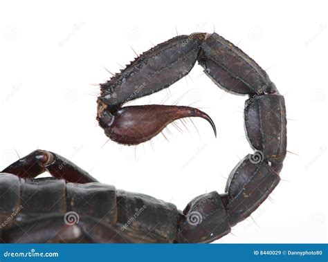 Scorpion Stinger Royalty Free Stock Images - Image: 8440029