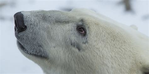 Churchill, Manitoba, Canada's Polar Bear Capital, As Seen From Google Streetview