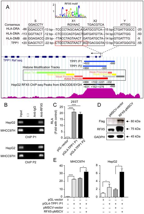 The transcription factor RFX5 is a transcriptional activator of the ...