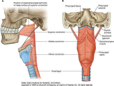 Flashcards - Pharynx - | Anatomy, Human anatomy and physiology, Medical anatomy