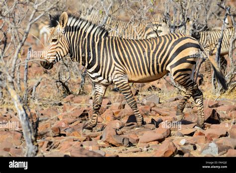 Hartmann's mountain zebras (equus zebra hartmannae), Grootberg Plateau ...