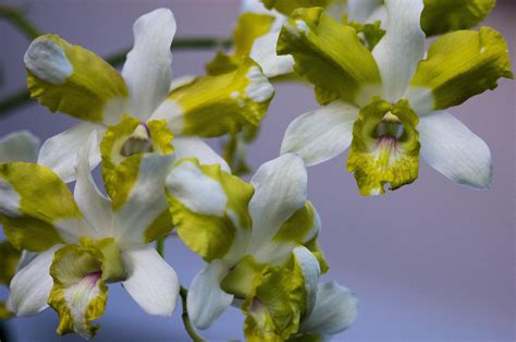 Waling-Waling Orchid in Philippines 2024 - Rove.me