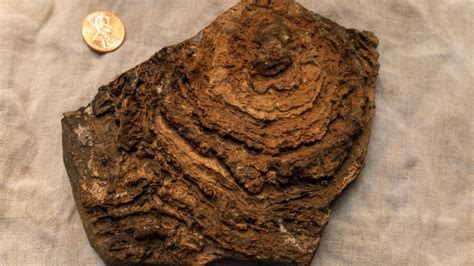 Stromatolites – Fossils of Earliest Life on Earth – May Owe Their Very ...