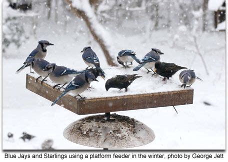 Providing a Backyard Feeding Station for Birds | This easy to implement ...