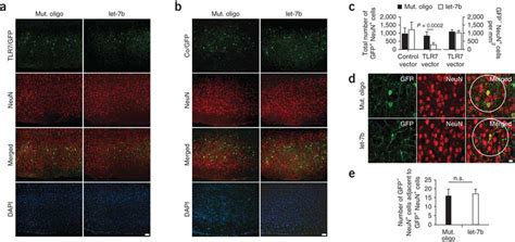 Reconstitution of TLR7 restores the neurodegenerative effect of ...