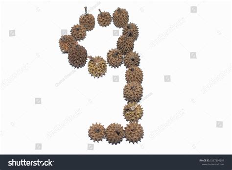 Fruits Seeds Casuarina Equisetifolia Arranged Form Stock Photo 1567394581 | Shutterstock