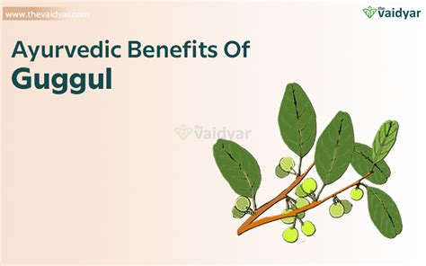 Ayurvedic Benefits Of Guggul