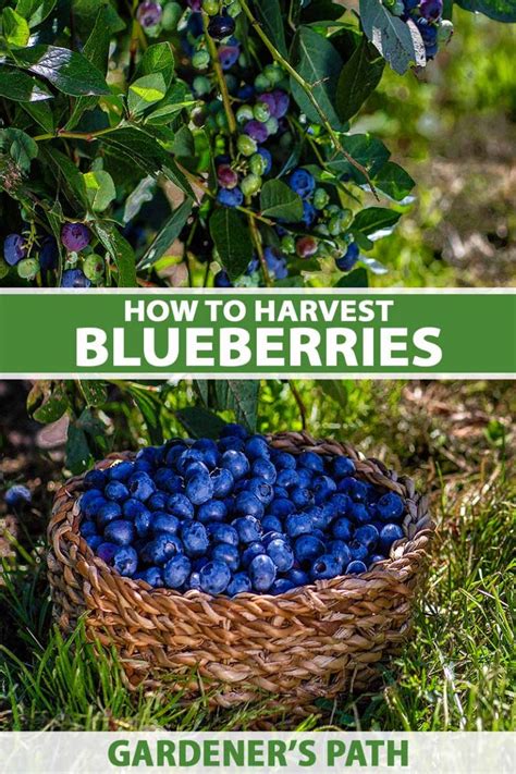 How to Harvest Blueberries | Gardener’s Path