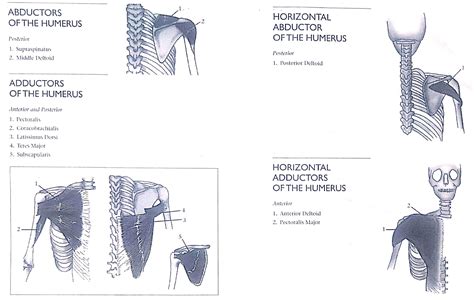 Muscle action of the humerus - adduction, abduction, horizontal abduction and horizontal ...