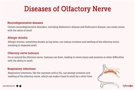 Olfactory (Human Anatomy): Image, Functions, Diseases and Treatments