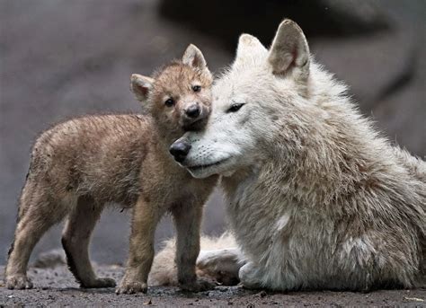 White Wolf : Wolf Pups Snuggle Up To Their Mothers In The Wild (22 Pics)