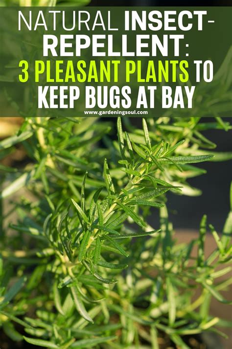 Natural Insect-Repellent: 3 Pleasant Plants To Keep Bugs At Bay