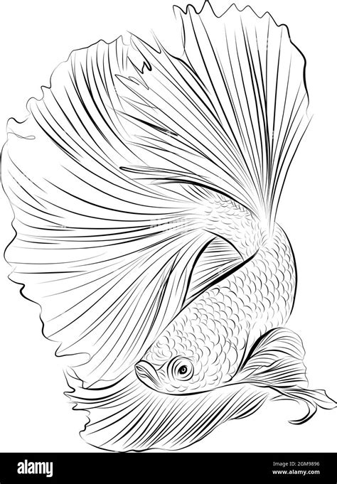 Betta Fish Illustration