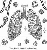 Human Lungs Line Colouring Anatomy Drawing Stock Illustration  sketch template