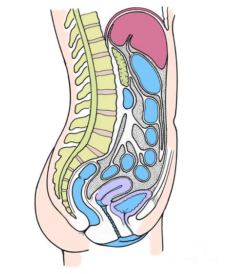 Body Organs Diagram Female : Belirsiz Kapı Aynası Hırs Human Body ...