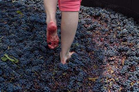 Grape Stomping is a Photogenic Process with Practical Benefits | Wine Enthusiast