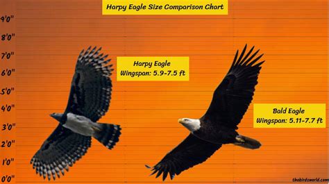 Harpy Eagle Wingspan: How Does It Compare With Others?