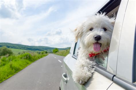 The 15 Easiest Dogs to Travel With - Newsweek