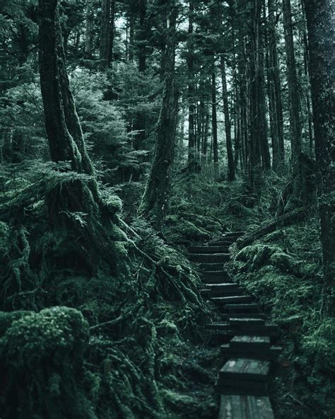 Breathtaking Moody And Mysterious Forest Photography By Dylan Furst – Design You Trust — Design ...