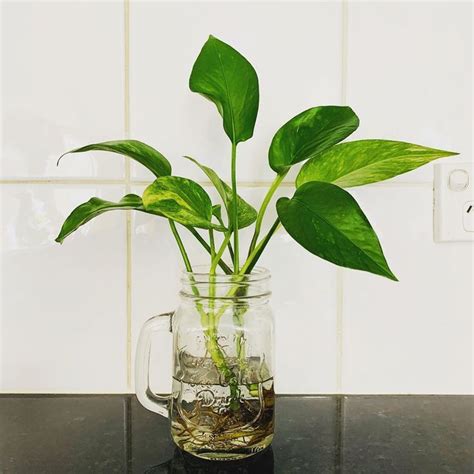 golden pothos plant propagation water propagation plant shelfie cute pots for pl | Mason jar ...