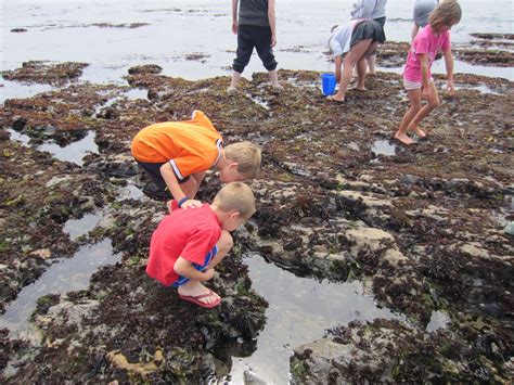 Denson Blog: Moss Beach Tide Pools