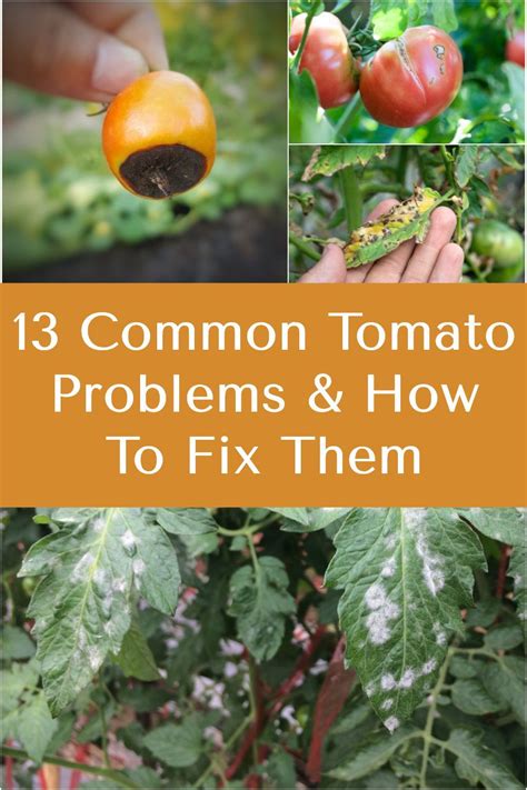 13 Common Tomato Problems & How To Fix Them | Tomato plant care, Tomato ...