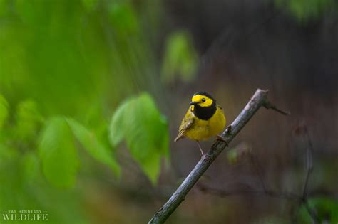 Perched Hooded Warbler — Ray Hennessy Wildlife