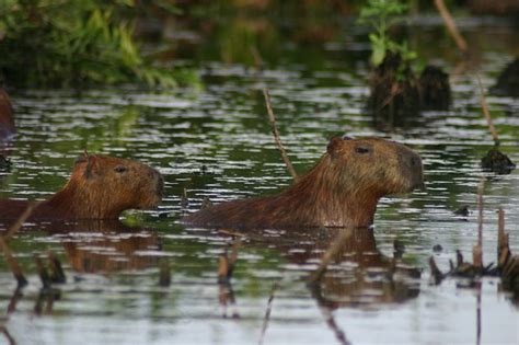 Capybara – The Giant Rodent