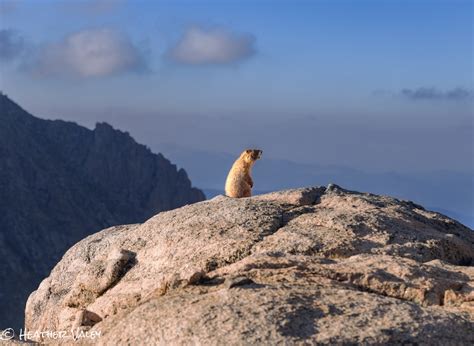 Watchin’ Varmints: Yellow-Bellied Marmot Behavior - Nature Fix