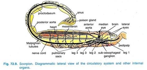 Parts Of A Scorpion