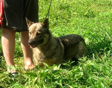 Swedish Vallhund