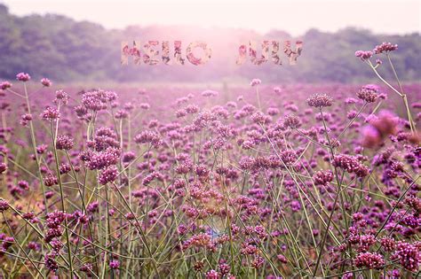 Hello July. Hello July, Birth Month, Succulents, Months, Flowers, Plants, Summer, Summer Time ...