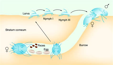 Sarcoptes Scabiei Life Cycle